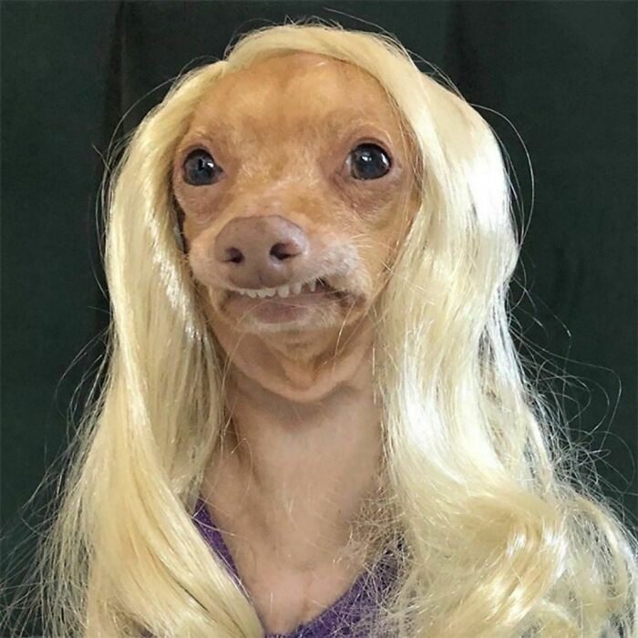 Perro con peluca rubia ;Personas publican fotos de perritos con pelucas y el resultado alegra a internet