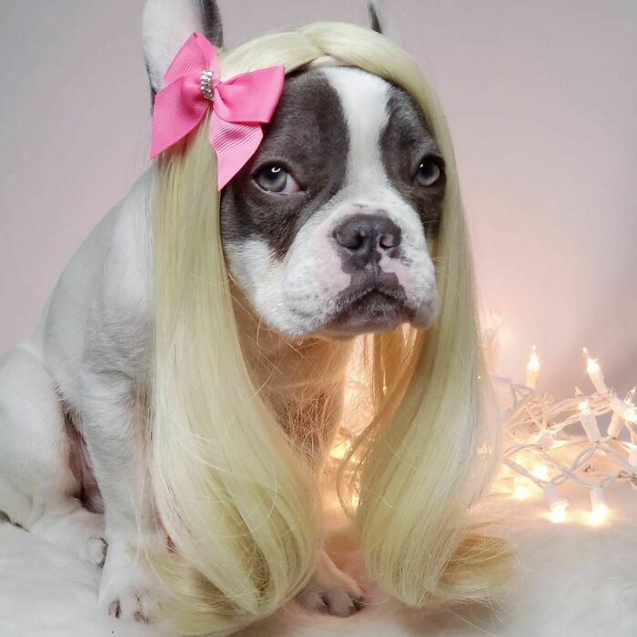 Perro con peluca larga y rubia ;Personas publican fotos de perritos con pelucas y el resultado alegra a internet