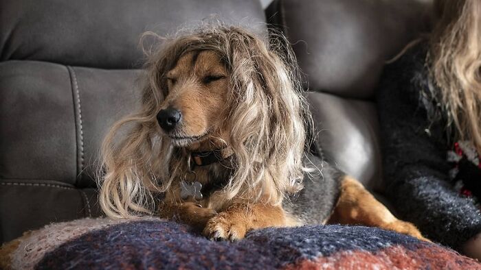 Perro con caireles dorados ;Personas publican fotos de perritos con pelucas y el resultado alegra a internet