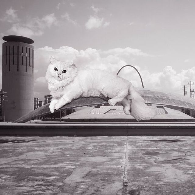 Gatito recostado en un puente ;Cuenta de Instagram combina arquitectura con gatitos y el resultado te hará ronronear