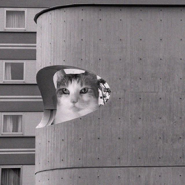 Gatito dentro de un edificio ;Cuenta de Instagram combina arquitectura con gatitos y el resultado te hará ronronear