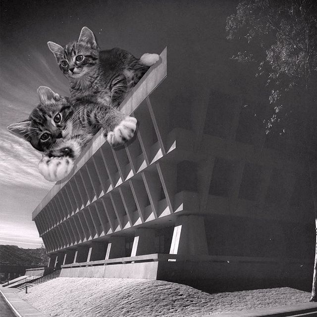 Gatitos sobre el techo ;Cuenta de Instagram combina arquitectura con gatitos y el resultado te hará ronronear