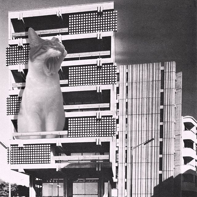 Gatito bostezando ;Cuenta de Instagram combina arquitectura con gatitos y el resultado te hará ronronear