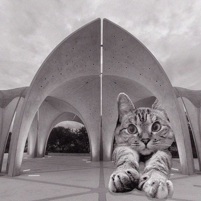 Gato dentro de una estructura ;Cuenta de Instagram combina arquitectura con gatitos y el resultado te hará ronronear