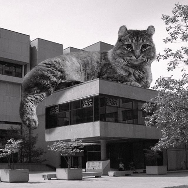 Gato sobre un edificio ;Cuenta de Instagram combina arquitectura con gatitos y el resultado te hará ronronear