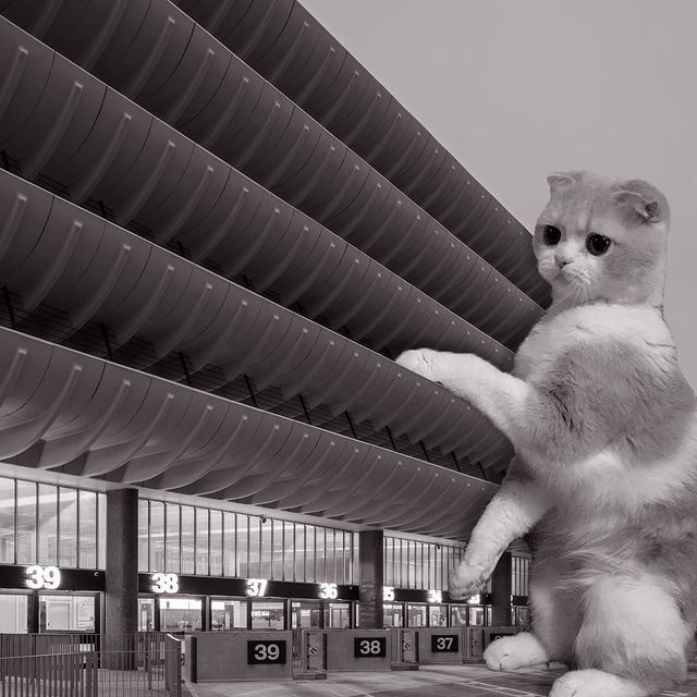 Gato parado sobre un edificio ;Cuenta de Instagram combina arquitectura con gatitos y el resultado te hará ronronear