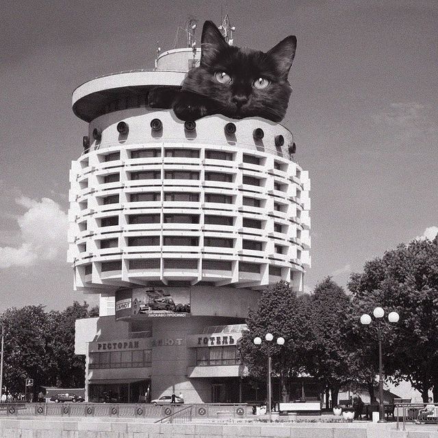 Gato saliendo del techo de un edificio ;Cuenta de Instagram combina arquitectura con gatitos y el resultado te hará ronronear
