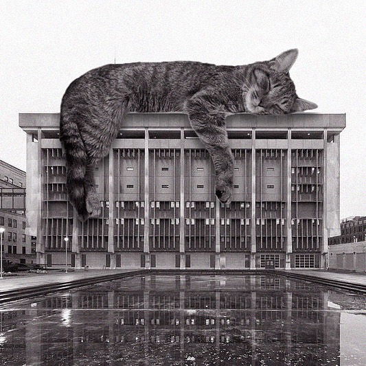 Gato recostado en el techo ;Cuenta de Instagram combina arquitectura con gatitos y el resultado te hará ronronear