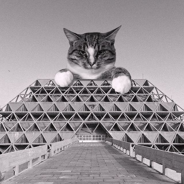 Gato tras pirámides ;Cuenta de Instagram combina arquitectura con gatitos y el resultado te hará ronronear