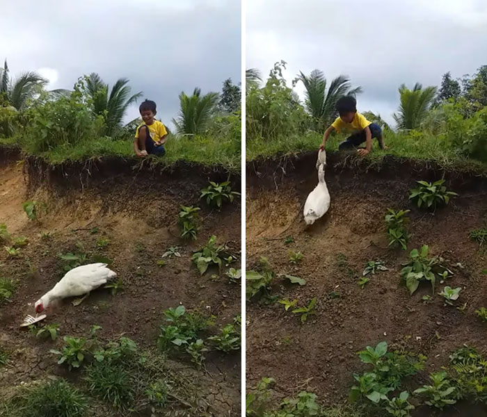 Pato entregando las sandalias a un niño 