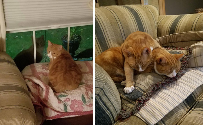 Gato abrazando a su hermano mientras están en un sofá 