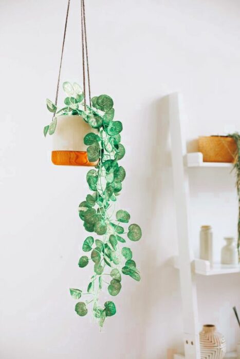 Plantas decorando un espacio en la casa