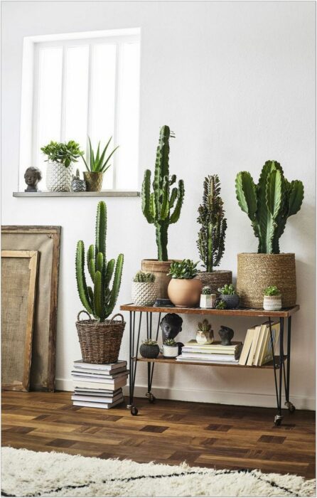 Plantas decorando un espacio en la casa