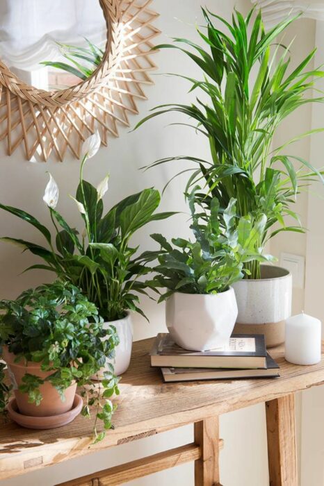 Plantas decorando un espacio en la casa