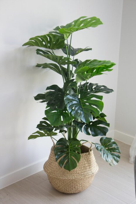 Plantas decorando un espacio en la casa