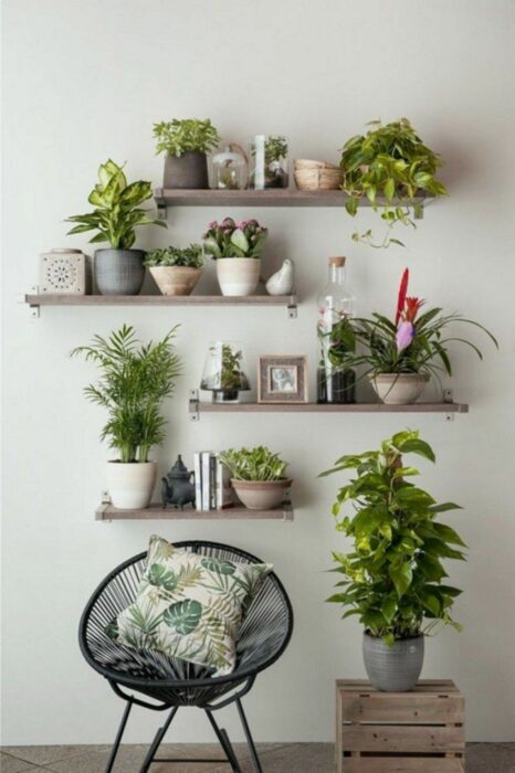 Plantas decorando un espacio en la casa