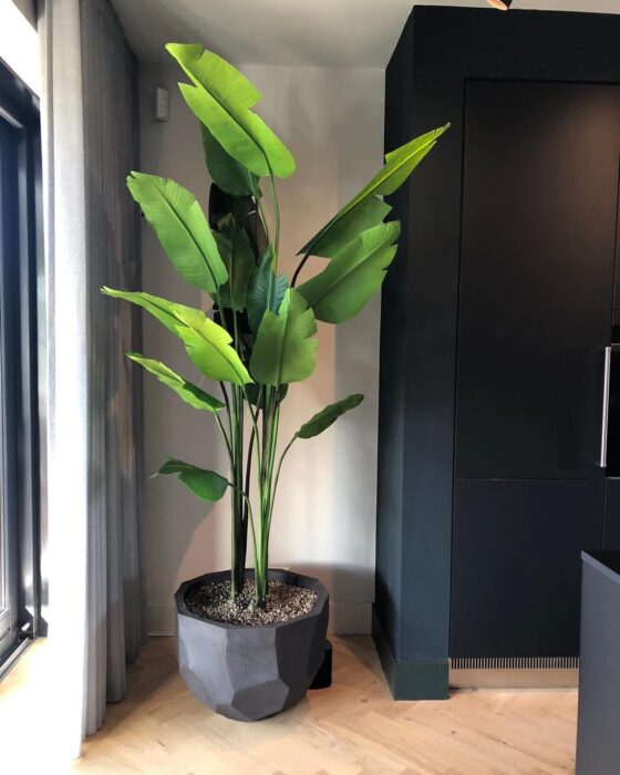 Plantas decorando un espacio en la casa
