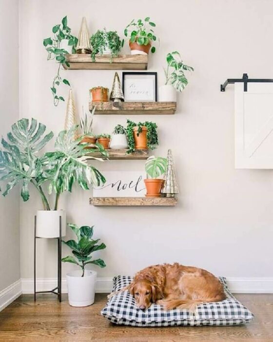 Plantas decorando un espacio en la casa