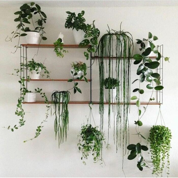 Plantas decorando un espacio en la casa