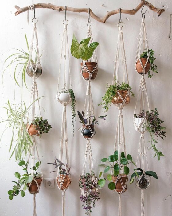 Plantas decorando un espacio en la casa