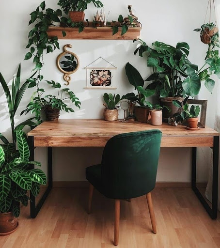 Plantas decorando un espacio en la casa
