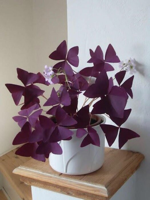 Plantas decorando un espacio en la casa