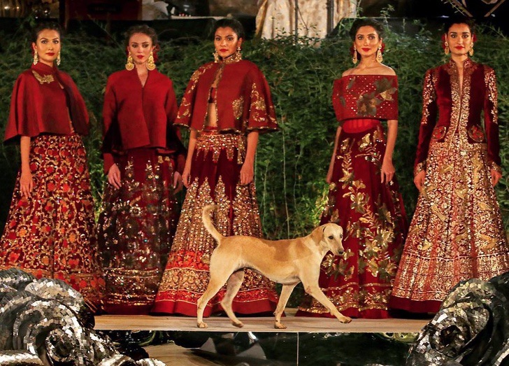 Perrito caminando en un desfile de modas 