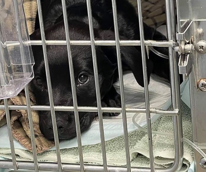 Perrito durmiendo en una jaula con agua y comida