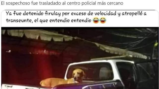 meme de perrito ;Perrito atropella a hombre que cruzaba la calle y se desata la memiza en redes