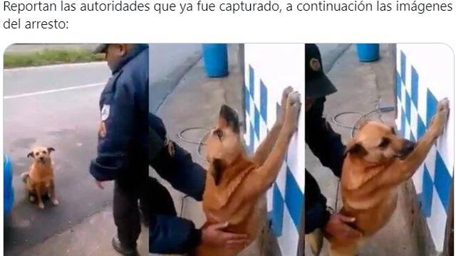 meme de perrito ;Perrito atropella a hombre que cruzaba la calle y se desata la memiza en redes