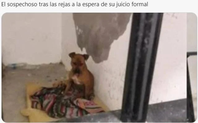 meme de perrito ;Perrito atropella a hombre que cruzaba la calle y se desata la memiza en redes