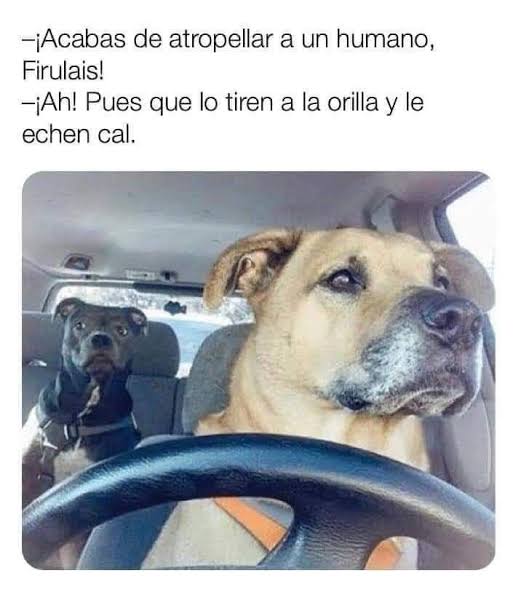 meme de perrito ;Perrito atropella a hombre que cruzaba la calle y se desata la memiza en redes