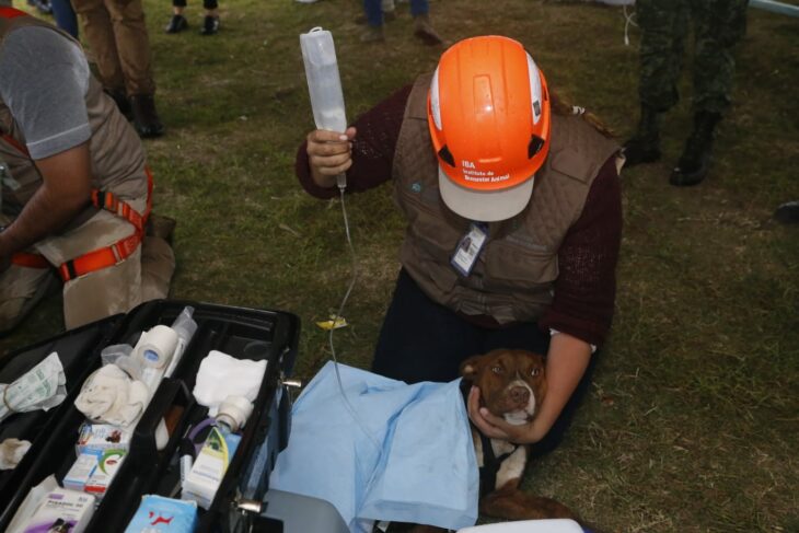 Activistas suministrando suero a perritos