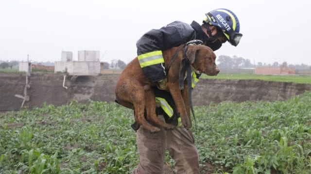 Bombero sujetando a un perrito en brazos