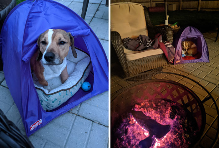 Casita de campaña para un perrito