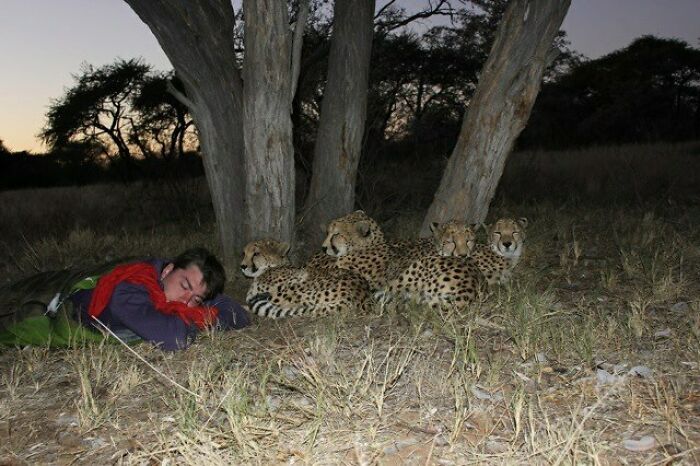 Chico dormido junto a unos guepardos; 15 Personas que mantuvieron la calma en momentos críticos