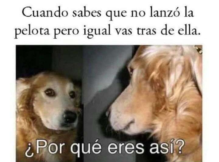 memes de perritos que reflejan lo que es tener un amigo de 4 patas 