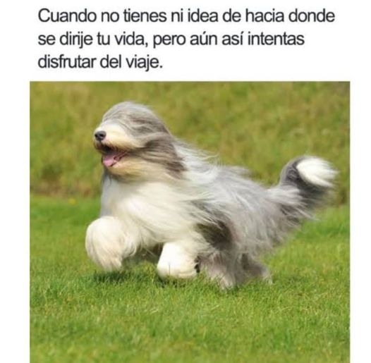 memes de perritos que reflejan lo que es tener un amigo de 4 patas 
