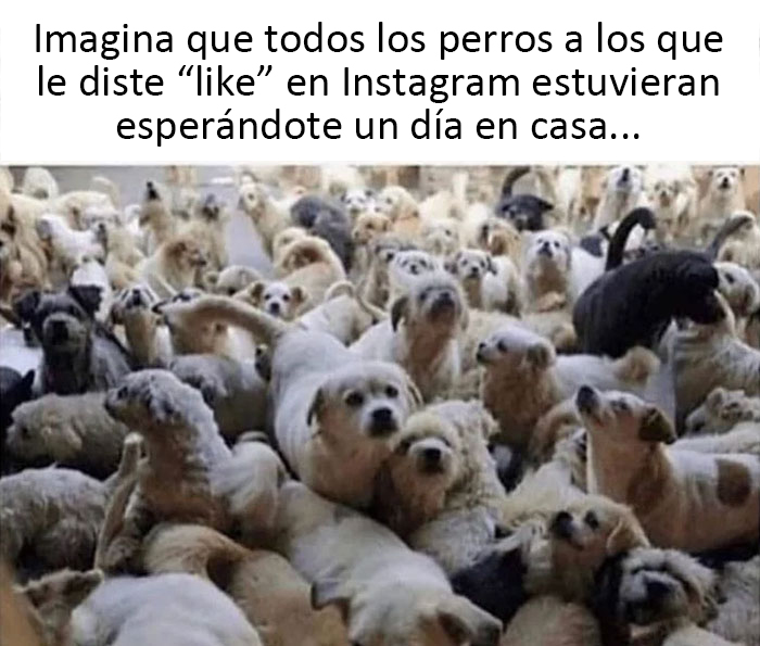 memes de perritos que reflejan lo que es tener un amigo de 4 patas 