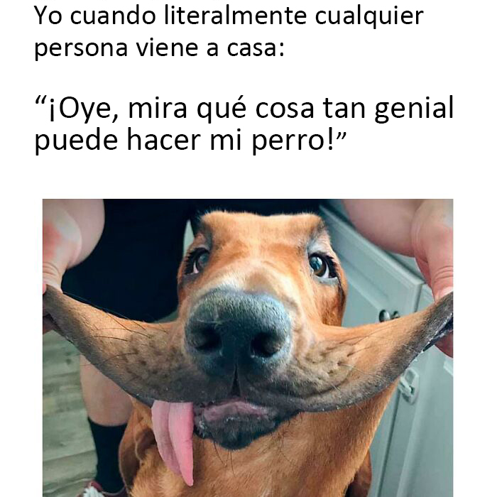 memes de perritos que reflejan lo que es tener un amigo de 4 patas 