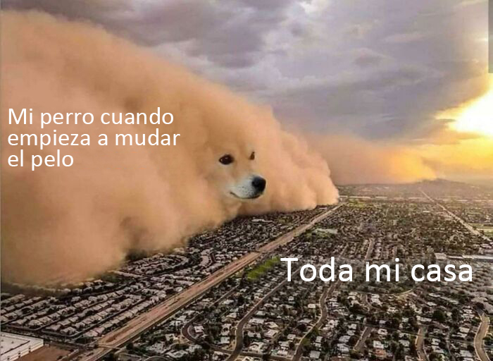 memes de perritos que reflejan lo que es tener un amigo de 4 patas 