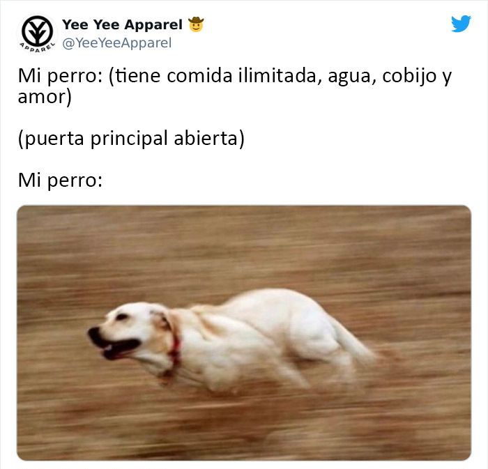 memes de perritos que reflejan lo que es tener un amigo de 4 patas 