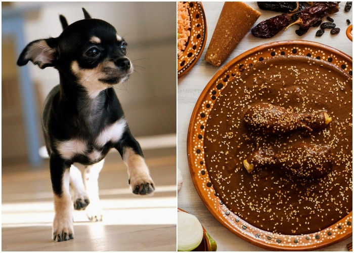 perrita chihuahua vende mole