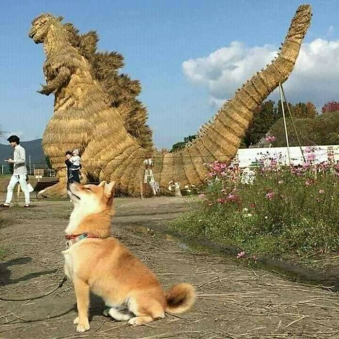 perro junto a una estatua ;18 Animalitos que te alegrarán la vida con su existencia