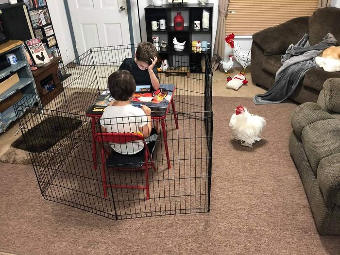 niños dentro de un gallinero ;18 Animalitos que te alegrarán la vida con su existencia