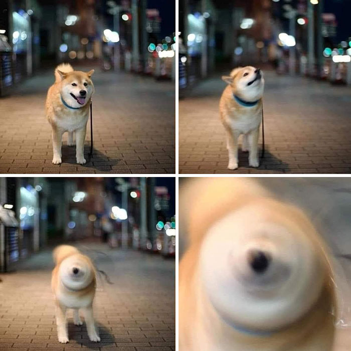 perrito sacudiendose ;18 Animalitos que te alegrarán la vida con su existencia