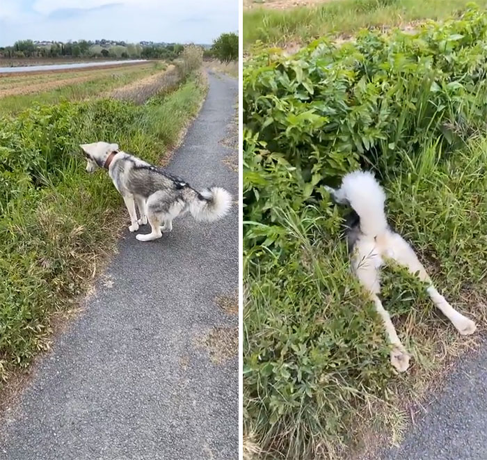 Perrito saltando hacia la hierba 