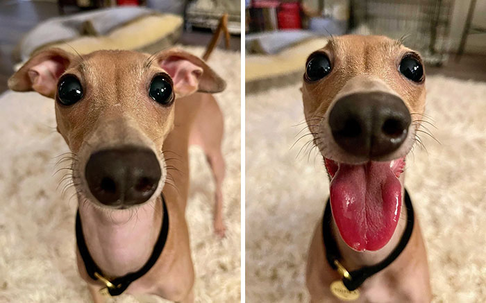 Perrito sonriendo y mostrando sus orejas 