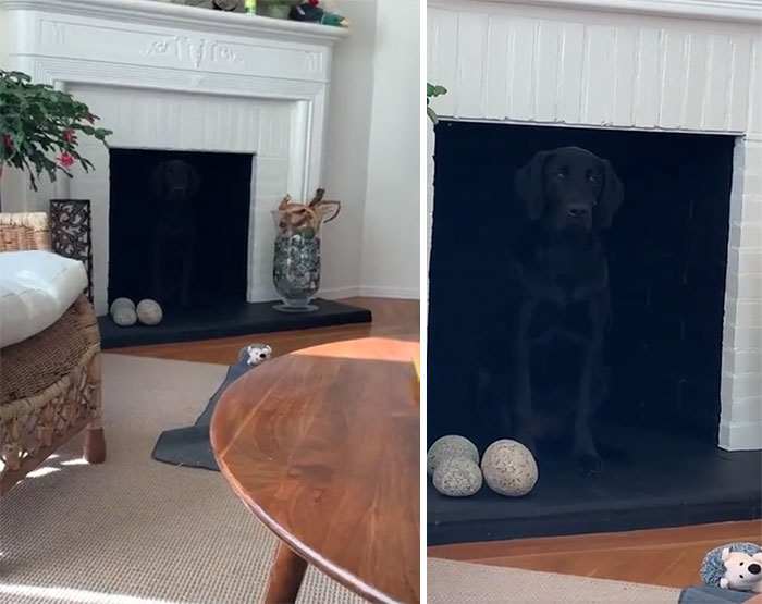 Perrito escondido en la chimenea 