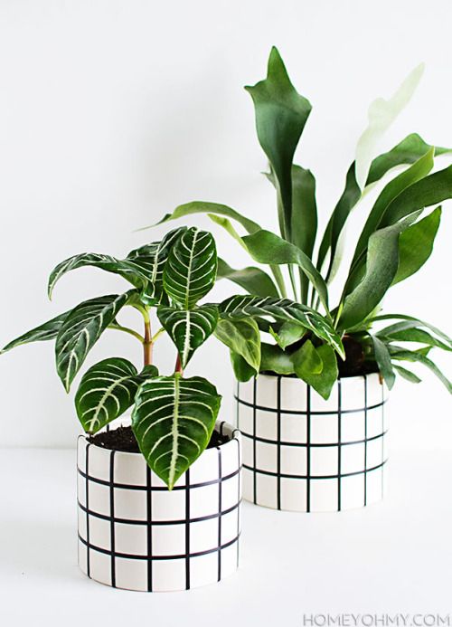 Macetas de lata con líneas negras ;14 Macetas aesthetic para que tus plantas se ven bien chulas